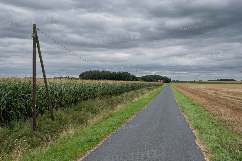 View along a road and a power cable lined by a corn field and harvested grain field to a detached farm, Asendorf, district of Diepholz, Lower Saxony, Germany