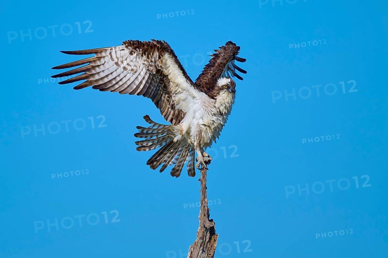Bird spreading wings over a perch, against a clear sky, Osprey (Pandion haliaetus), Flamingo, Everglades National Park, Florida, USA
