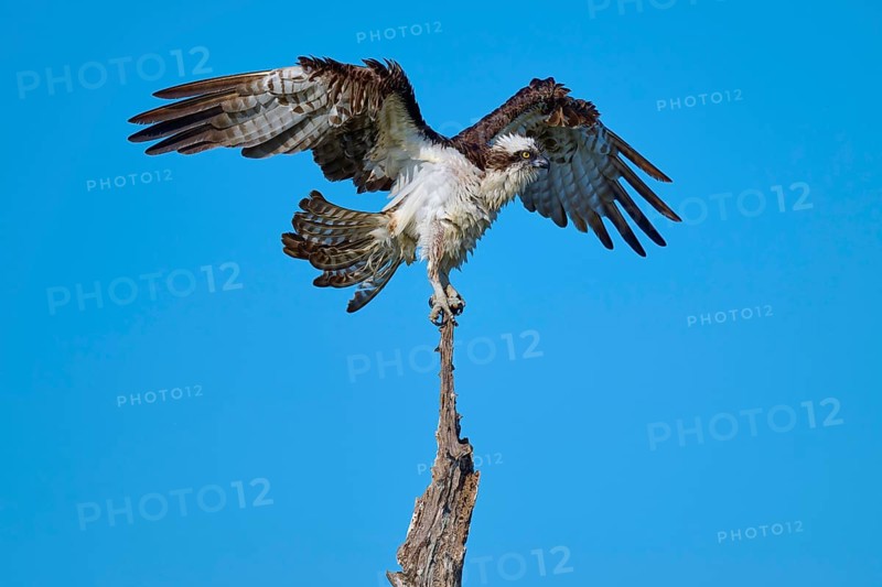 Osprey with spread wings on the top of a branch, Osprey (Pandion haliaetus), Flamingo, Everglades National Park, Florida, USA