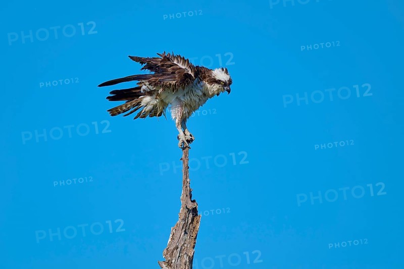 Osprey with raised wings on a branch in front of a blue sky, Osprey (Pandion haliaetus), Flamingo, Everglades National Park, Florida, USA