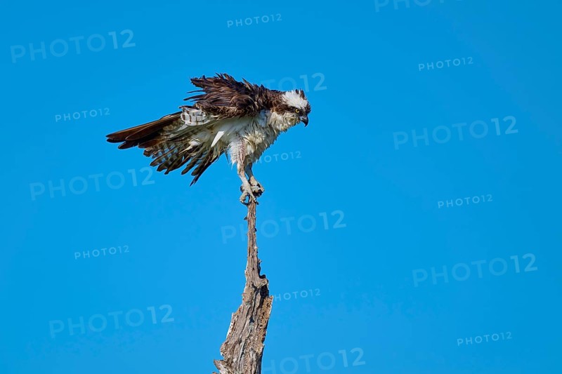Osprey balancing on a thin branch against a blue background, Osprey (Pandion haliaetus), Flamingo, Everglades National Park, Florida, USA