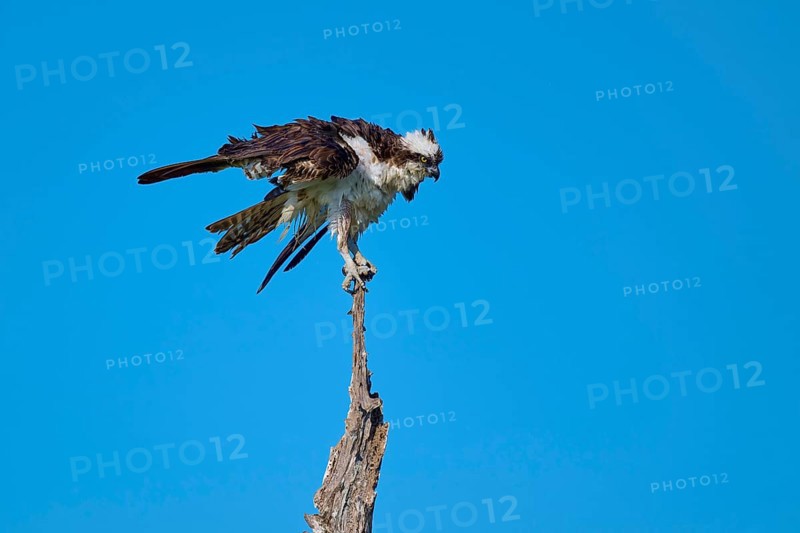 Osprey on a branch with outstretched wings in front of a blue sky, Osprey (Pandion haliaetus), Flamingo, Everglades National Park, Florida, USA