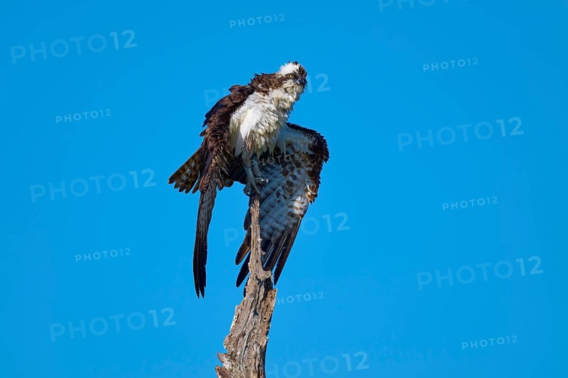 An osprey poses majestically on a tree in front of a deep blue sky, Osprey (Pandion haliaetus), Flamingo, Everglades National Park, Florida, USA
