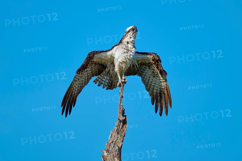 Bird spreads its wings with ease and rests on a thin branch, Osprey (Pandion haliaetus), Flamingo, Everglades National Park, Florida, USA