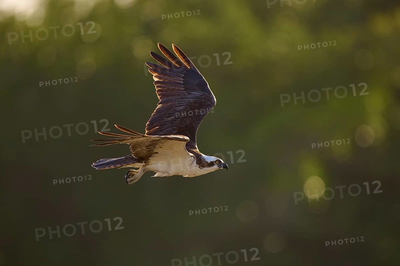 An osprey soars through the air with a blurred green background, Osprey (Pandion haliaetus), Flamingo, Everglades National Park, Florida, USA