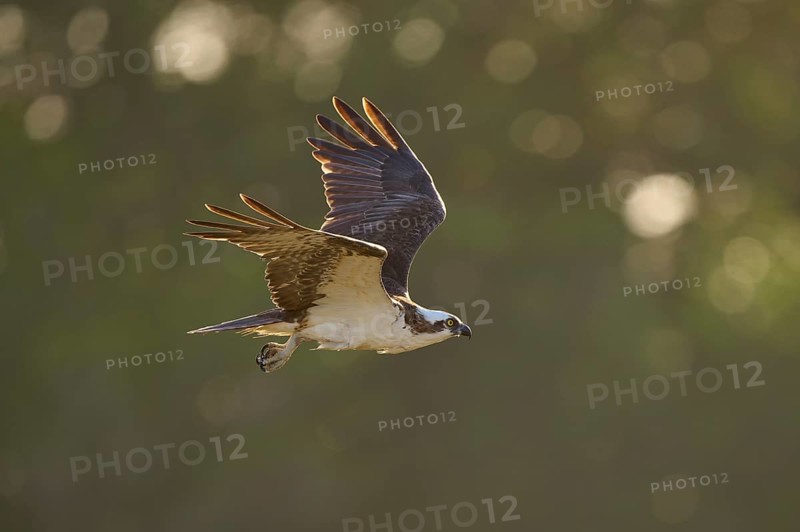 An osprey in flight in front of a blurred green background, Osprey (Pandion haliaetus), Flamingo, Everglades National Park, Florida, USA8