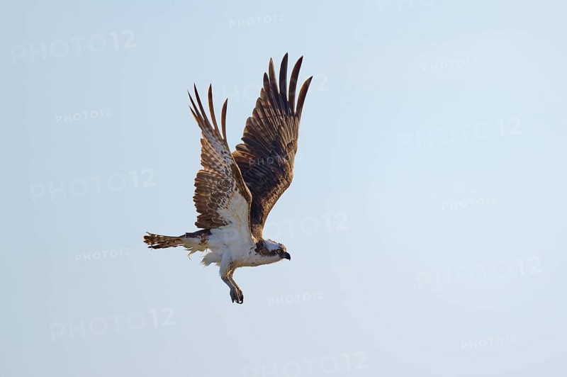 Osprey in flight with wide wings against a bright sky, Osprey (Pandion haliaetus), Flamingo, Everglades National Park, Florida, USA