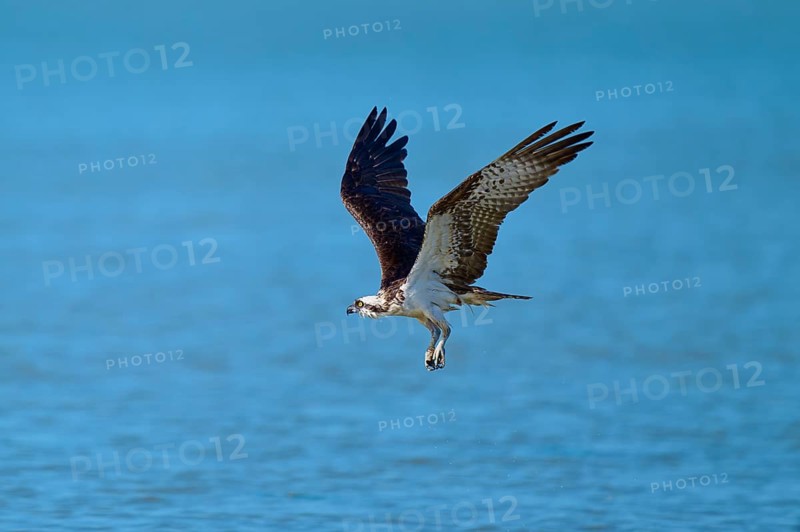 An osprey flies over a blue water surface with flowing movements, Osprey (Pandion haliaetus), Flamingo, Everglades National Park, Florida, USA