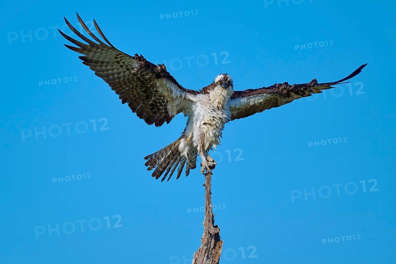 Osprey on branch with wings spread wide in front of blue sky, Osprey (Pandion haliaetus), Flamingo, Everglades National Park, Florida, USA