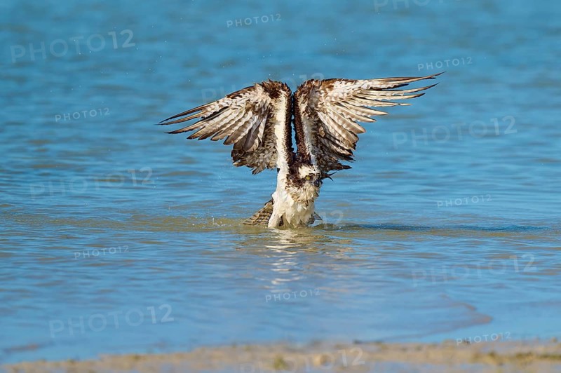 Osprey stretching its wings upwards as it rises from the water, Osprey (Pandion haliaetus), Flamingo, Everglades National Park, Florida, USA