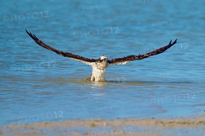 Osprey with wings wide open on take-off from the water, Osprey (Pandion haliaetus), Flamingo, Everglades National Park, Florida, USA