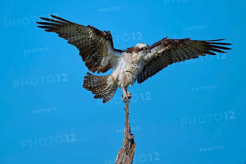 Osprey with wings spread wide on a branch, Osprey (Pandion haliaetus), Flamingo, Everglades National Park, Florida, USA