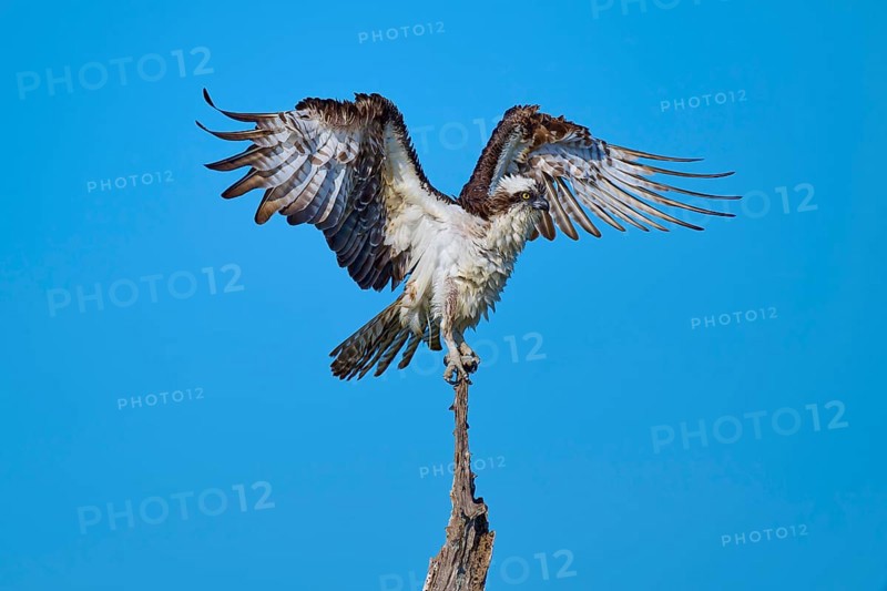 Osprey on a branch with outstretched wings ready for take-off, Osprey (Pandion haliaetus), Flamingo, Everglades National Park, Florida, USA