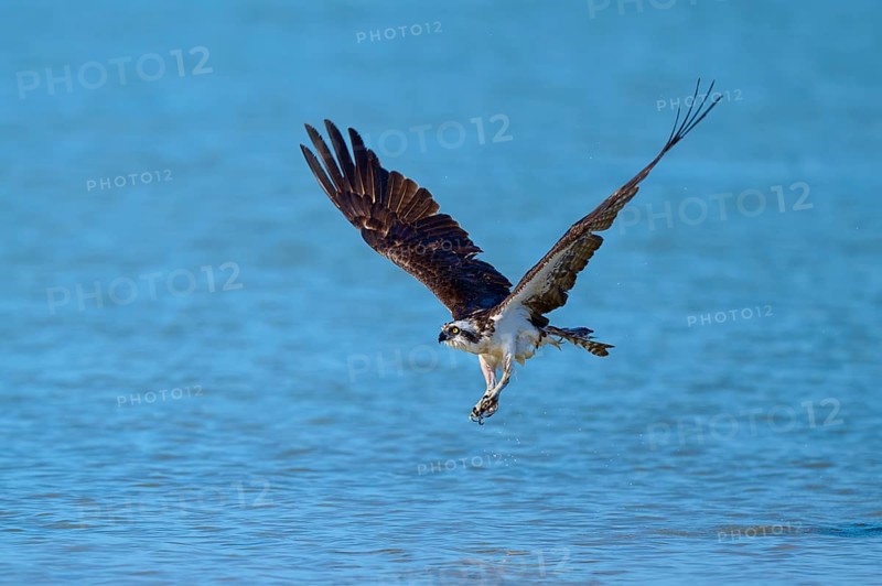 An osprey flies close over the water, ready to hunt, Osprey (Pandion haliaetus), Flamingo, Everglades National Park, Florida, USA