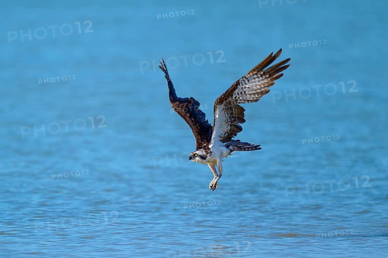An osprey swooping over a blue expanse of water, Osprey (Pandion haliaetus), Flamingo, Everglades National Park, Florida, USA