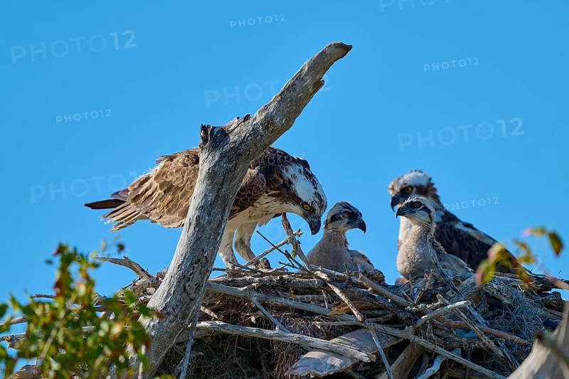 Osprey pair with chicks in nest made of twigs, birds in natural environment, Osprey (Pandion haliaetus), Flamingo, Everglades National Park, Florida, USA