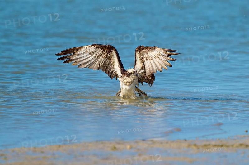 Osprey takes off from the water with spread wings, Osprey (Pandion haliaetus), Flamingo, Everglades National Park, Florida, USA
