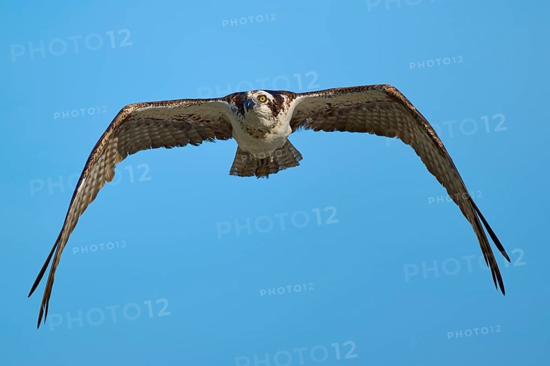 Flying osprey in front of a blue sky with wide open wings, Osprey (Pandion haliaetus), Flamingo, Everglades National Park, Florida, USA