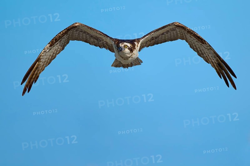 Osprey flying with outstretched wings in the clear sky, Osprey (Pandion haliaetus), Flamingo, Everglades National Park, Florida, USA