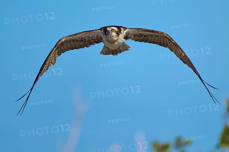 Osprey with outstretched wings in the blue sky, Osprey (Pandion haliaetus), Flamingo, Everglades National Park, Florida, USA