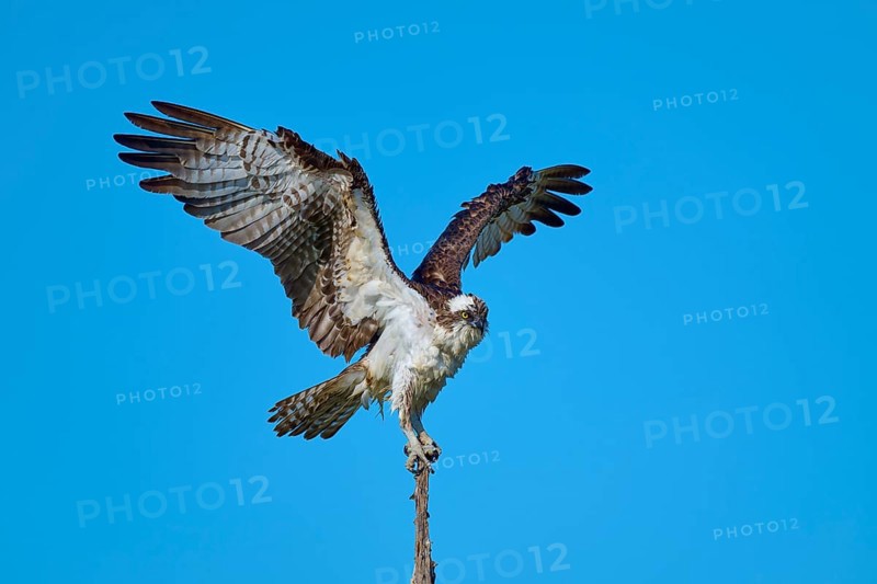 Bird standing calmly with half-spread wings on branch in front of sky, Osprey (Pandion haliaetus), Flamingo, Everglades National Park, Florida, USA