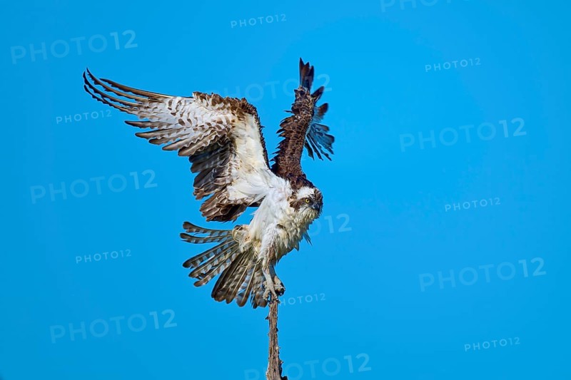 Bird using branch for take-off, wings powerfully outstretched against the sky, Osprey (Pandion haliaetus), Flamingo, Everglades National Park, Florida, USA