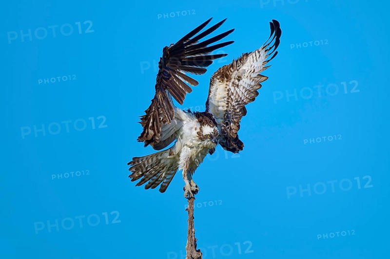 Osprey landing on branch tip, wings high and wide against the sky, Osprey (Pandion haliaetus), Flamingo, Everglades National Park, Florida, USA