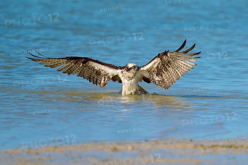 Osprey spreads its wings as it lifts out of the water, Osprey (Pandion haliaetus), Flamingo, Everglades National Park, Florida, USA
