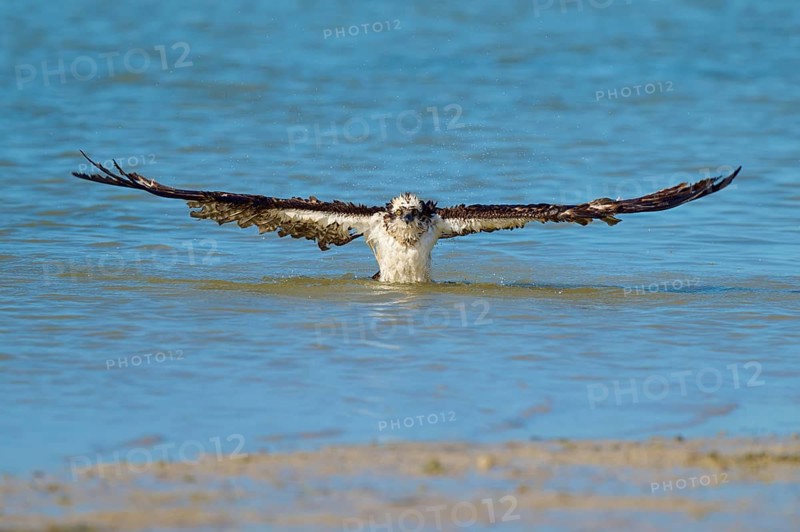 Osprey rising from the water with wings spread wide, Osprey (Pandion haliaetus), Flamingo, Everglades National Park, Florida, USA