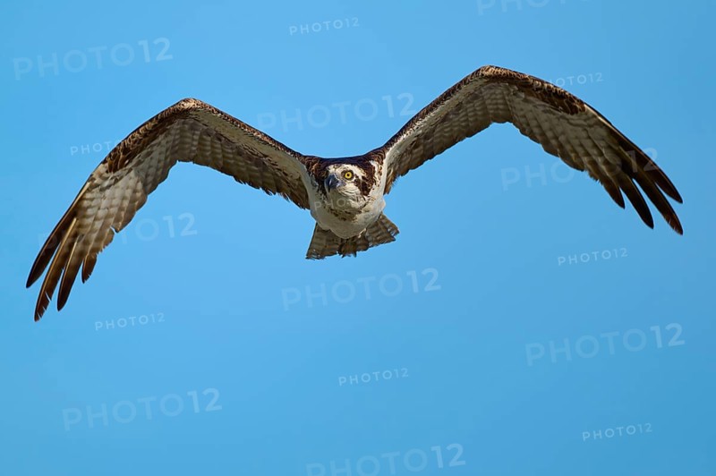 Osprey spreads its wings wide in the blue sky, Osprey (Pandion haliaetus), Flamingo, Everglades National Park, Florida, USA