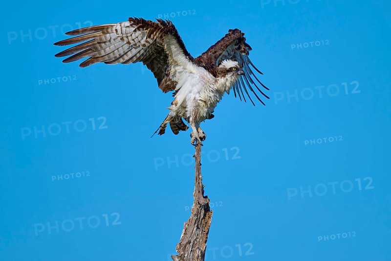 Osprey in flight position on a branch against blue sky, Osprey (Pandion haliaetus), Flamingo, Everglades National Park, Florida, USA