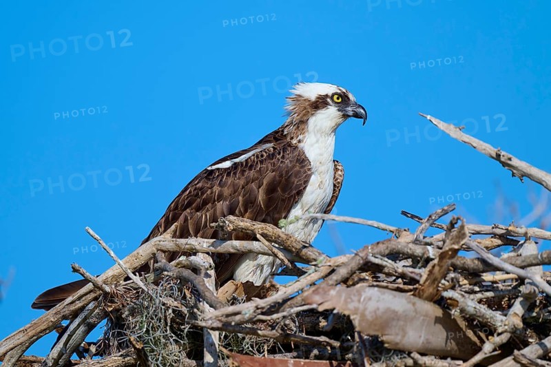 An osprey resting on a nest of branches under a clear sky, Osprey (Pandion haliaetus), Flamingo, Everglades National Park, Florida, USA