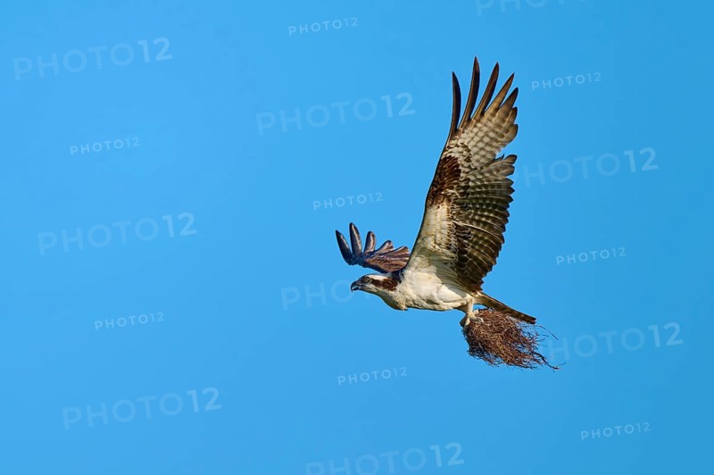 Osprey flying with outstretched wings under a clear sky, Osprey (Pandion haliaetus), Flamingo, Everglades National Park, Florida, USA