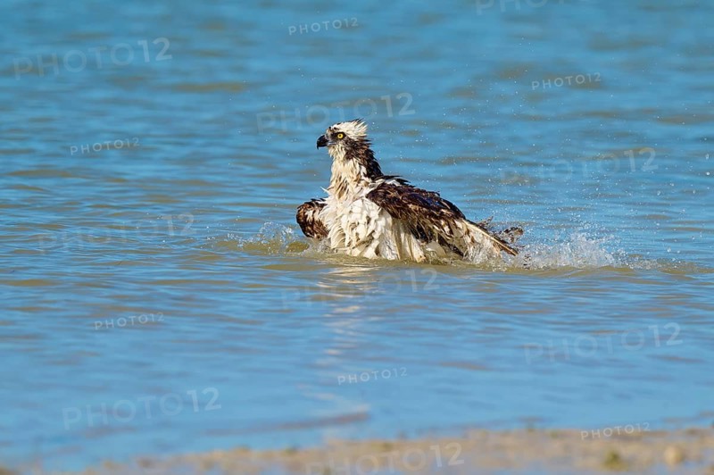 An eagle sits in the water with splashing water around it, Osprey (Pandion haliaetus), Flamingo, Everglades National Park, Florida, USA