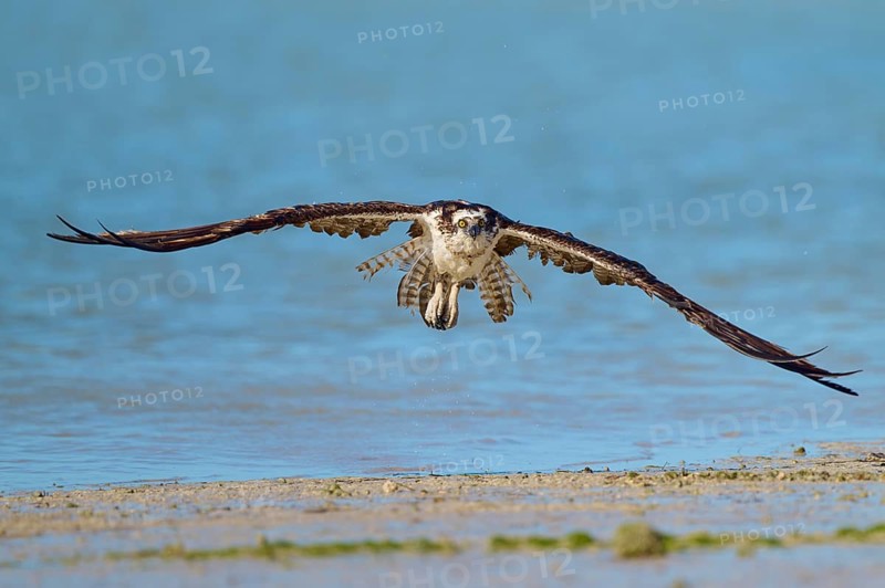 Osprey hovering just above the surface of the water, its wings spread wide, Osprey (Pandion haliaetus), Flamingo, Everglades National Park, Florida, USA