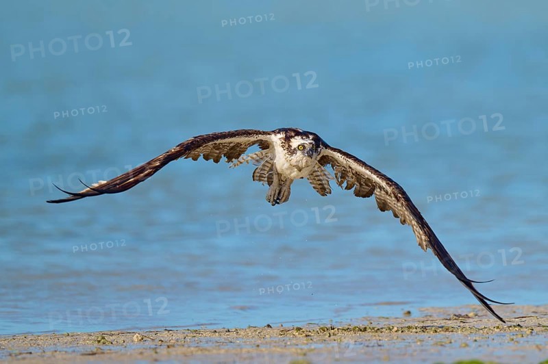 An osprey flies low over the waterline with outstretched wings, Osprey (Pandion haliaetus), Flamingo, Everglades National Park, Florida, USA
