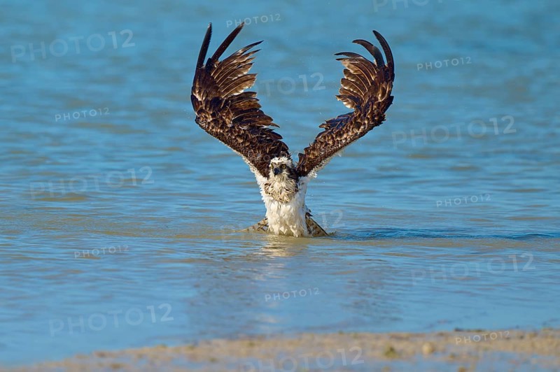 An eagle spreads its wings over a blue body of water, Osprey (Pandion haliaetus), Flamingo, Everglades National Park, Florida, USA