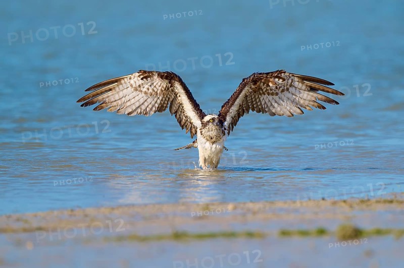 Osprey spreads its wings over the water against a natural backdrop, Osprey (Pandion haliaetus), Flamingo, Everglades National Park, Florida, USA