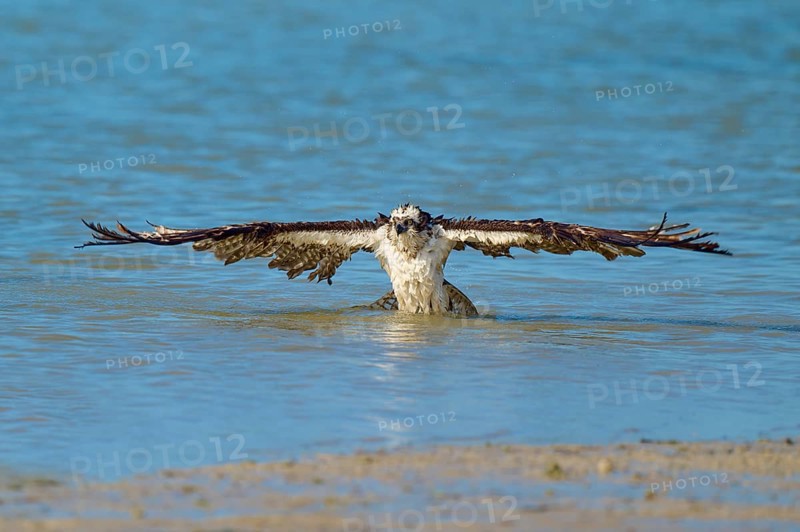 An eagle majestically spreads its wings on the surface of the water, Osprey (Pandion haliaetus), Flamingo, Everglades National Park, Florida, USA