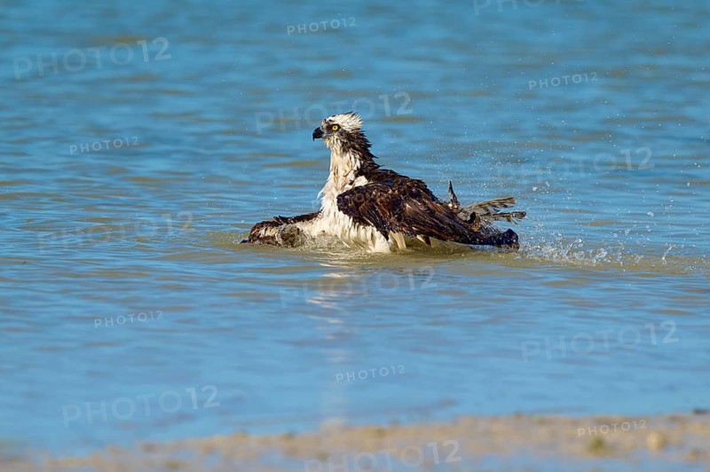 An eagle swims calmly through the water with slightly raised wings, Osprey (Pandion haliaetus), Flamingo, Everglades National Park, Florida, USA
