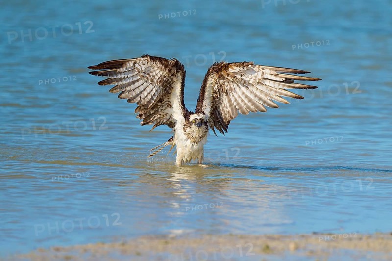 An eagle raises its wings above the water, ready for flight, Osprey (Pandion haliaetus), Flamingo, Everglades National Park, Florida, USA