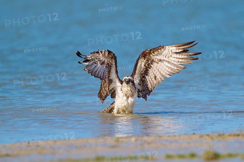 Osprey raises its wings in the blue water, creating an elegant scene, Osprey (Pandion haliaetus), Flamingo, Everglades National Park, Florida, USA