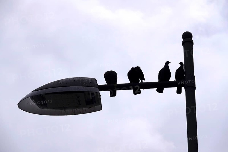 Pigeons in a city on the street lighting, Germany