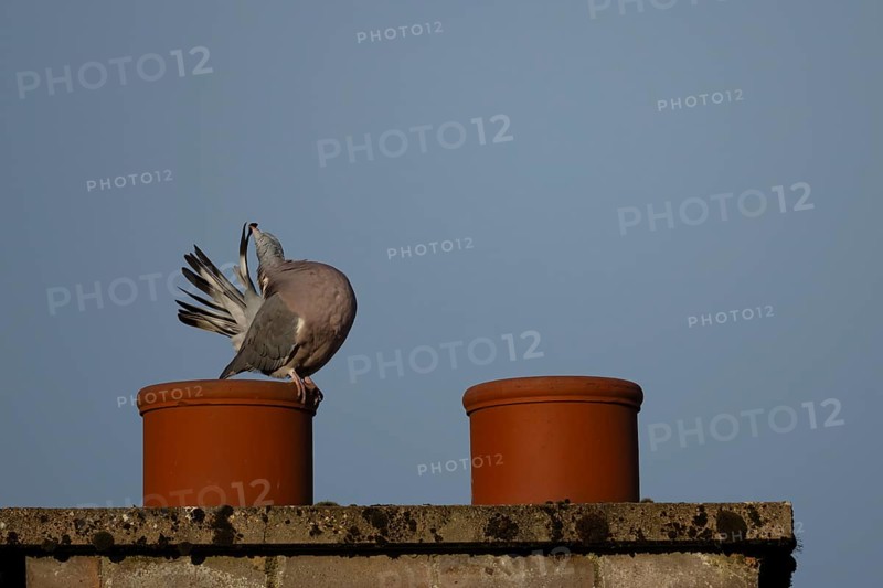 Wood pigeon (Columba palumbus) adult bird preening its tail feathers on an urban chimney pot, England, United Kingdom