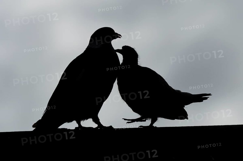 Wood pigeon (Columba palumbus) juvenile baby squab bird begging for food from an adult parent bird on an urban house roof, England, United Kingdom
