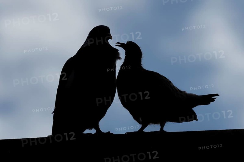 Wood pigeon (Columba palumbus) juvenile baby squab bird asking for food from an adult parent bird on an urban house roof, England, United Kingdom