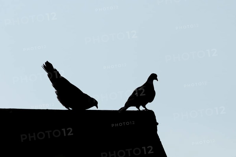 Wood pigeon (Columba palumbus) two adult birds performing their love courtship display on an urban house roof, England, United Kingdom