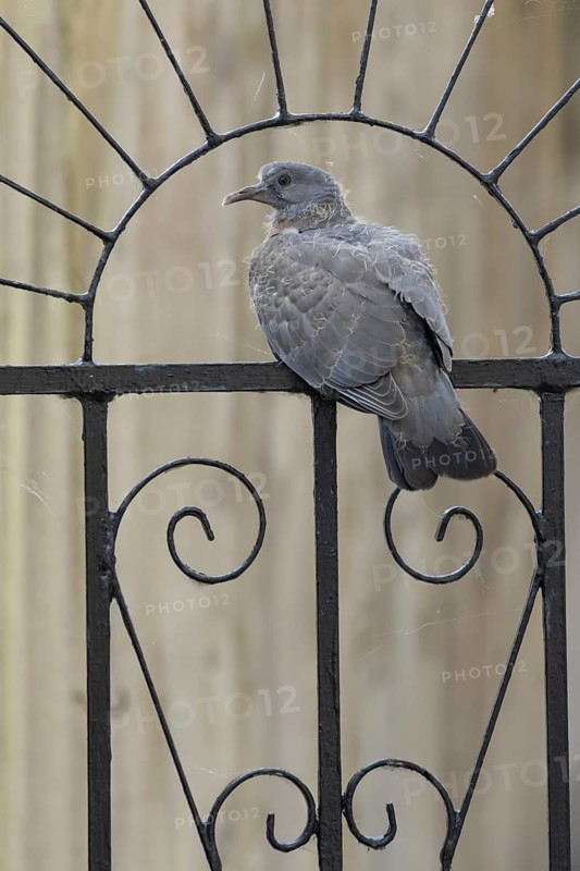 Wood pigeon (Columba palumbus) juvenile baby squab bird sitting on an urban garden metal gate, England, United Kingdom