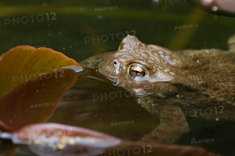 Common toad (Bufo bufo) adult amphibian on the water surface of a garden pond, England, United Kingdom