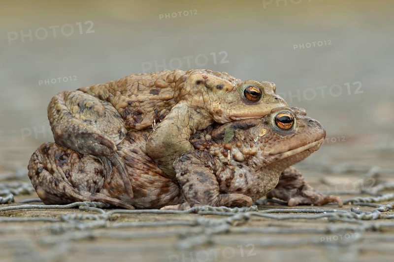 Common toad (Bufo bufo) two adult amphibians mating on a path in spring, England, United Kingdom
